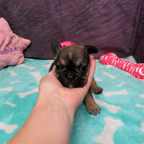 bulldog puppies oregon